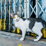 1 Katze Bangkok Nikita Teryoshin