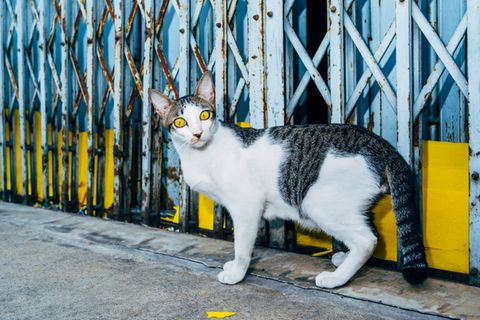1 Katze Bangkok Nikita Teryoshin