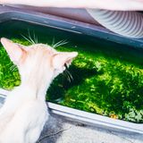 2 Katze Bangkok Nikita Teryoshin