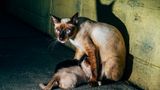3 Katze Bangkok Nikita Teryoshin