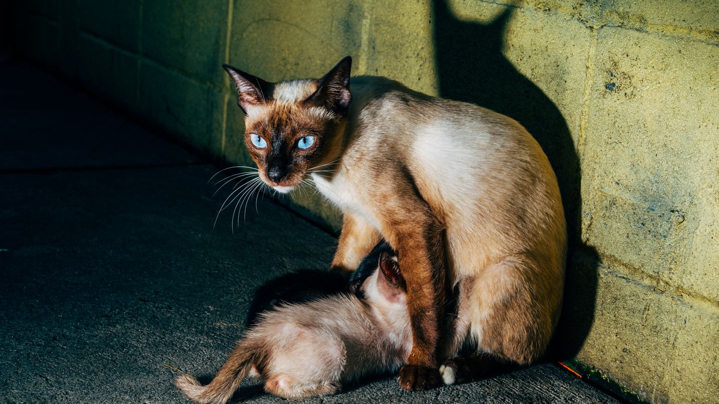 3 Katze Bangkok Nikita Teryoshin