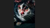 4 Katze Bangkok Nikita Teryoshin