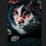 4 Katze Bangkok Nikita Teryoshin