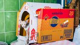 5 Katze Bangkok Nikita Teryoshin