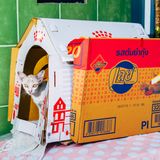 5 Katze Bangkok Nikita Teryoshin