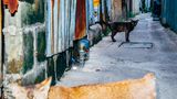 6 Katze Bangkok Nikita Teryoshin