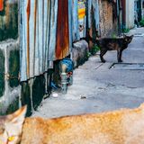 6 Katze Bangkok Nikita Teryoshin