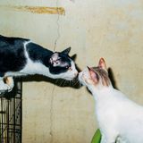 9 Katze Bangkok Nikita Teryoshin