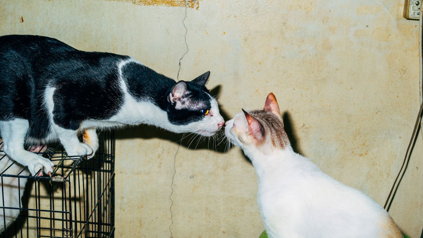 9 Katze Bangkok Nikita Teryoshin