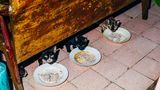 10 Katze Bangkok Nikita Teryoshin