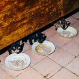 10 Katze Bangkok Nikita Teryoshin