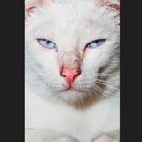 11 Katze Bangkok Nikita Teryoshin