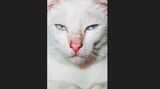 11 Katze Bangkok Nikita Teryoshin