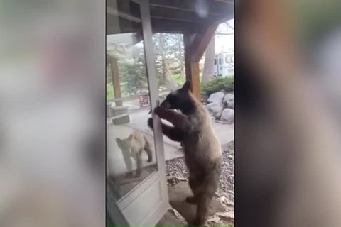 Video: Bär zu Besuch