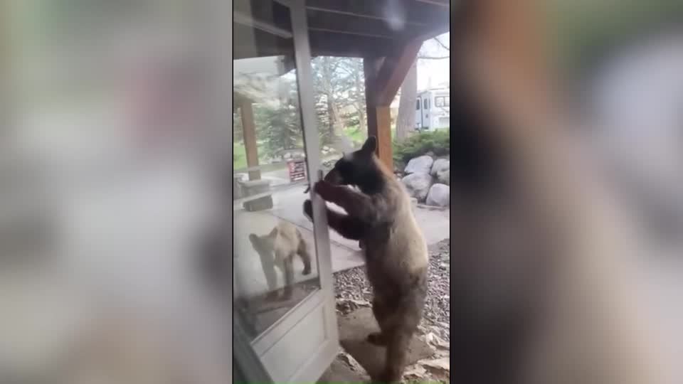 Video: Bär zu Besuch Video: Bär zu Besuch