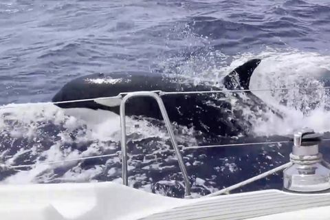 Orcas attackieren erneut Boote – Forscher erklärt mögliche Ursache für das Verhalten