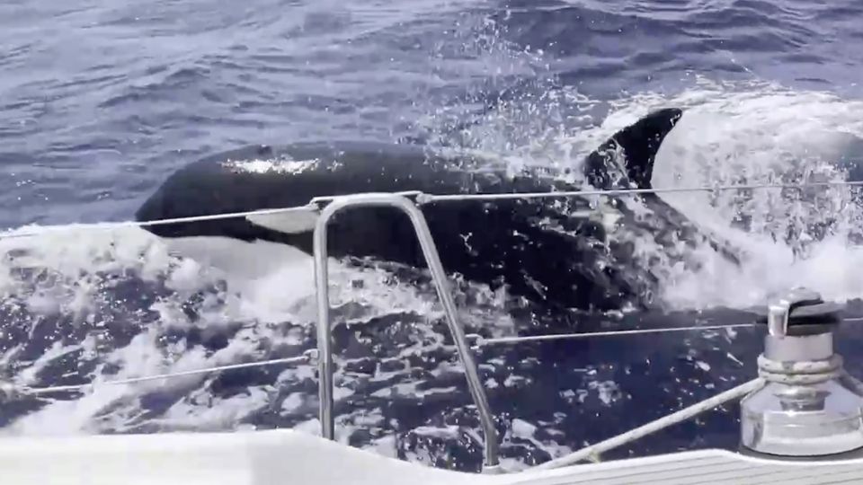 Orcas attackieren erneut Boote – Forscher erklärt mögliche Ursache für das Verhalten Orcas attackieren erneut Boote – Forscher erklärt mögliche Ursache für das Verhalten