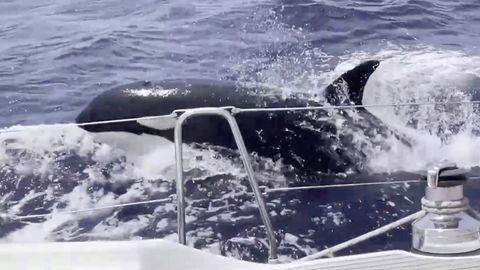Orcas attackieren erneut Boote – Forscher erklärt mögliche Ursache für das Verhalten