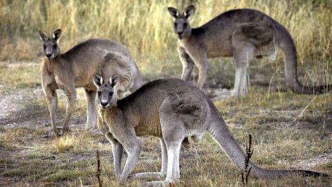 Australien: Kängurus