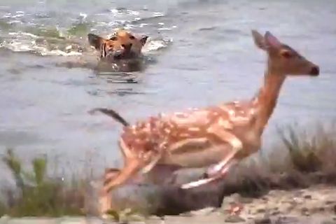 Ein Königstiger bleibt verblüfft zurück, nachdem sein Angriff auf eine Hirschgruppe damit endete, dass er sich austricksen ließ.