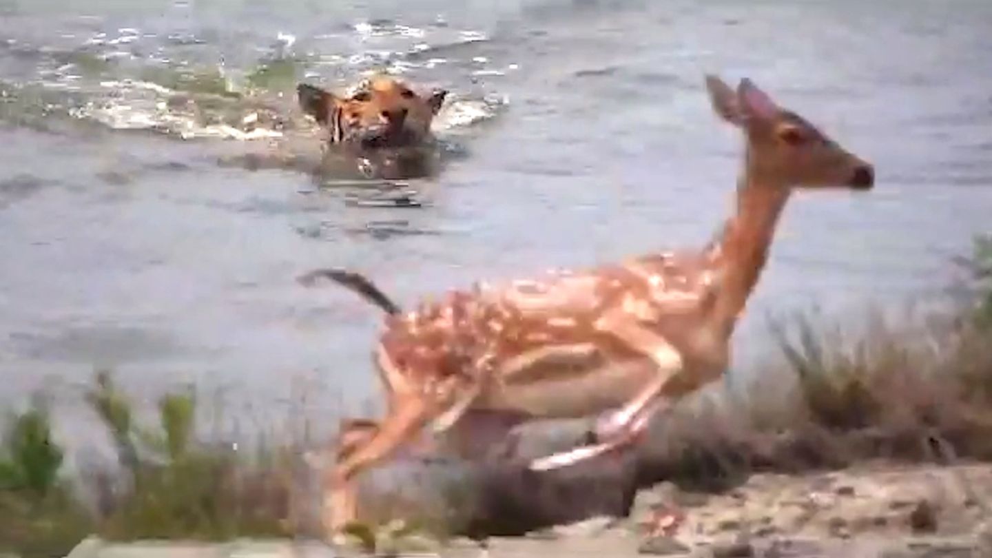 Verblüffte Raubkatze: Tiger attackiert Hirsche – und wird von seiner Beute ausgetrickst