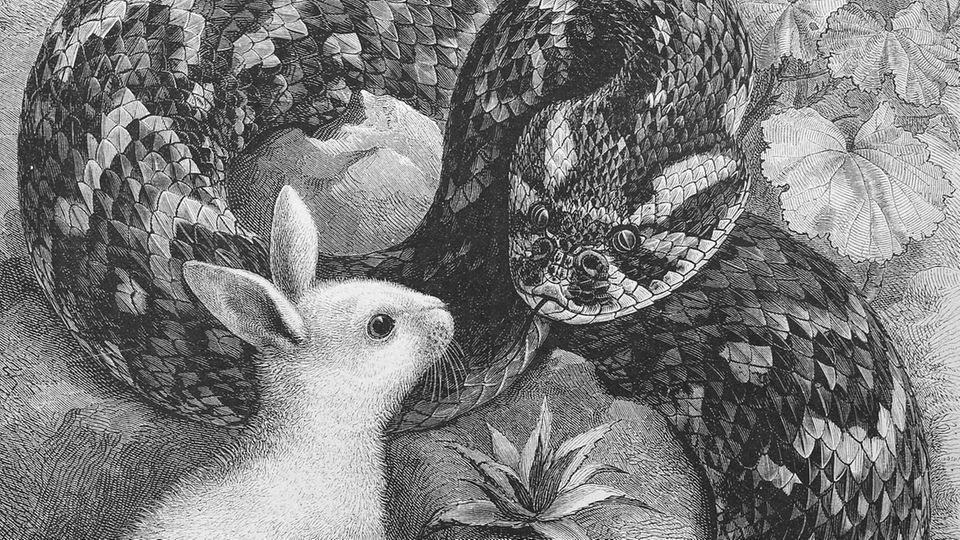 Das Kaninchen vor der Schlange