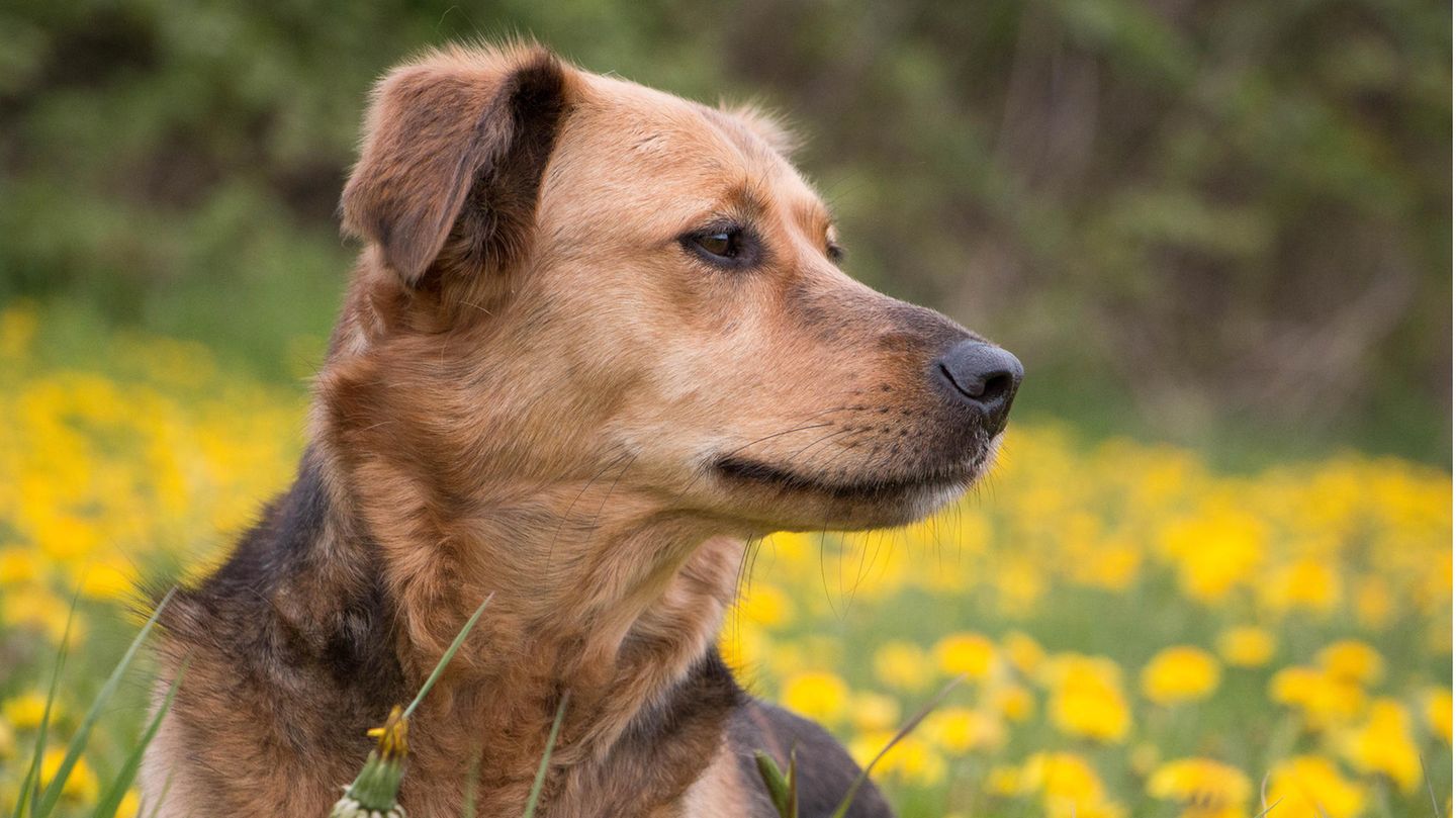Hund Tierheim