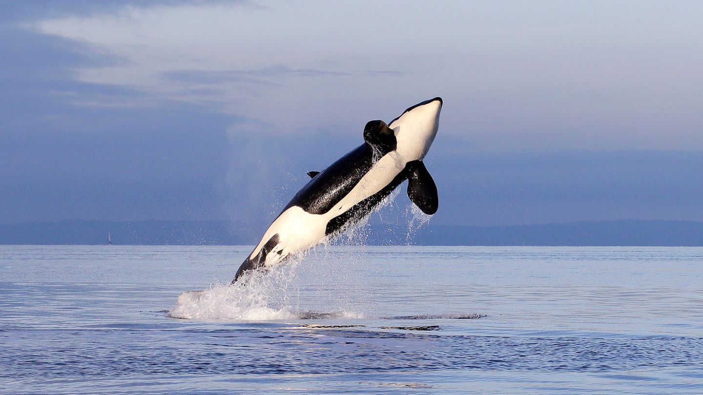 Eine Orca-Dame springt aus dem Meer