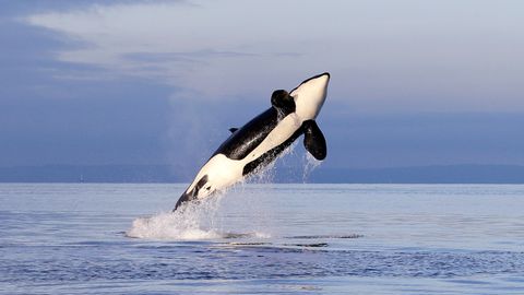 Eine Orca-Dame springt aus dem Meer