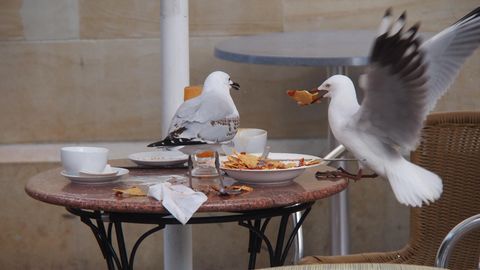 In Meeresnähe ein bekanntes Bild: Hungrige, freche Möwen