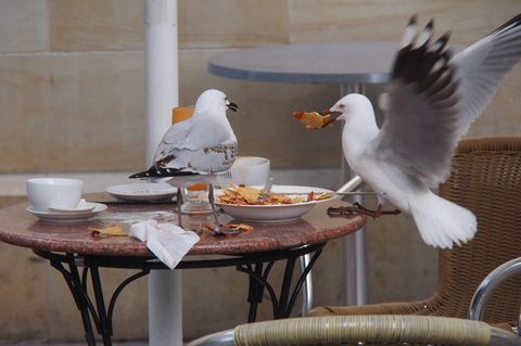 In Meeresnähe ein bekanntes Bild: Hungrige, freche Möwen