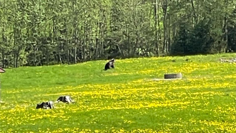 Braunbär 2023 Allgäu Ein Braunbär ist auf einer Wiese zu sehen