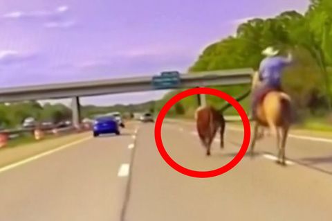 Wildwest-Szene: Cowboy jagt entlaufene Kuh auf belebtem Highway