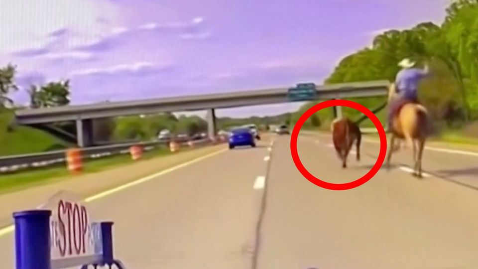 Wildwest-Szene: Cowboy jagt entlaufene Kuh auf belebtem Highway