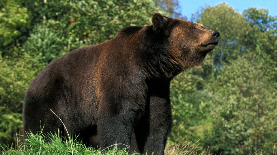 Braunbär Bär Bayern Allgäu