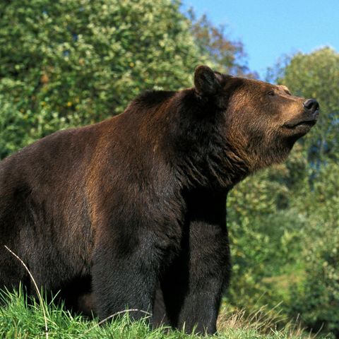 Braunbär Bär Bayern Allgäu