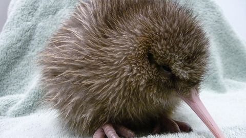 Ein fünf Tage alter Kiwi