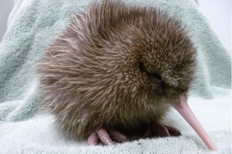 Ein fünf Tage alter Kiwi