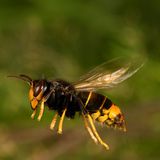 Invasive Art Asiatische Hornisse Vespa velutina nigrithorax