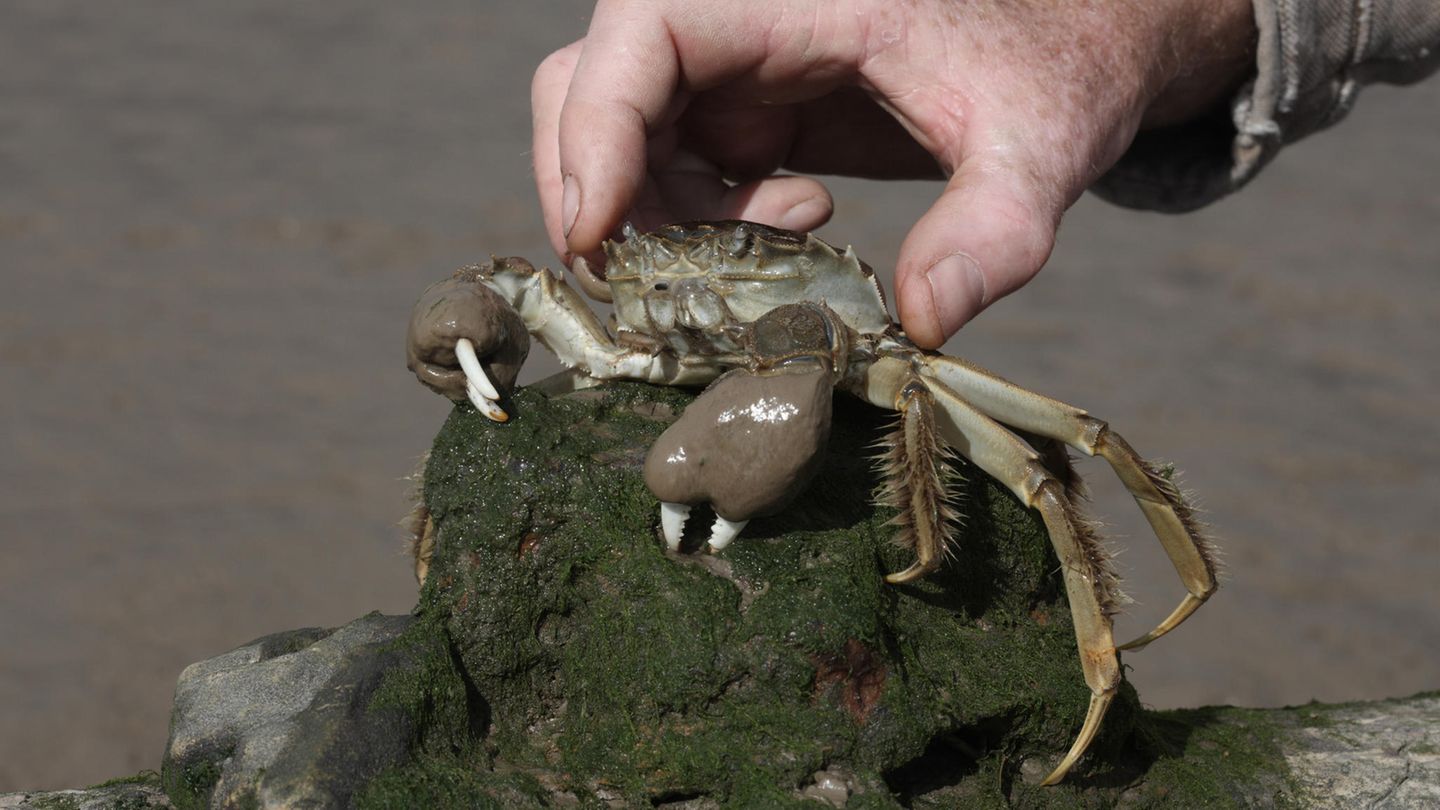 Invasive Art Chinesische Wollhandkrabbe Eriocheir sinensis