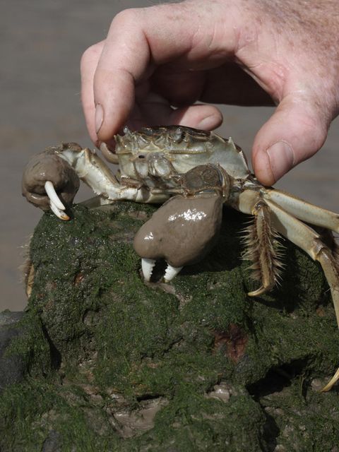 Invasive Art Chinesische Wollhandkrabbe Eriocheir sinensis