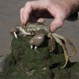 Invasive Art Chinesische Wollhandkrabbe Eriocheir sinensis