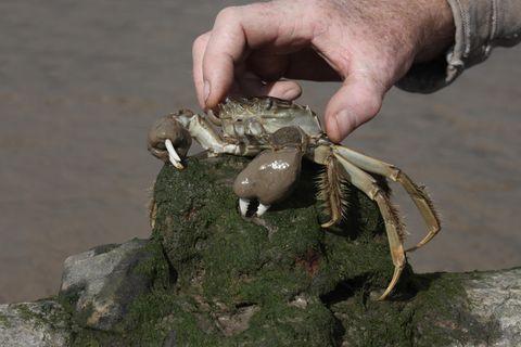 Invasive Art Chinesische Wollhandkrabbe Eriocheir sinensis