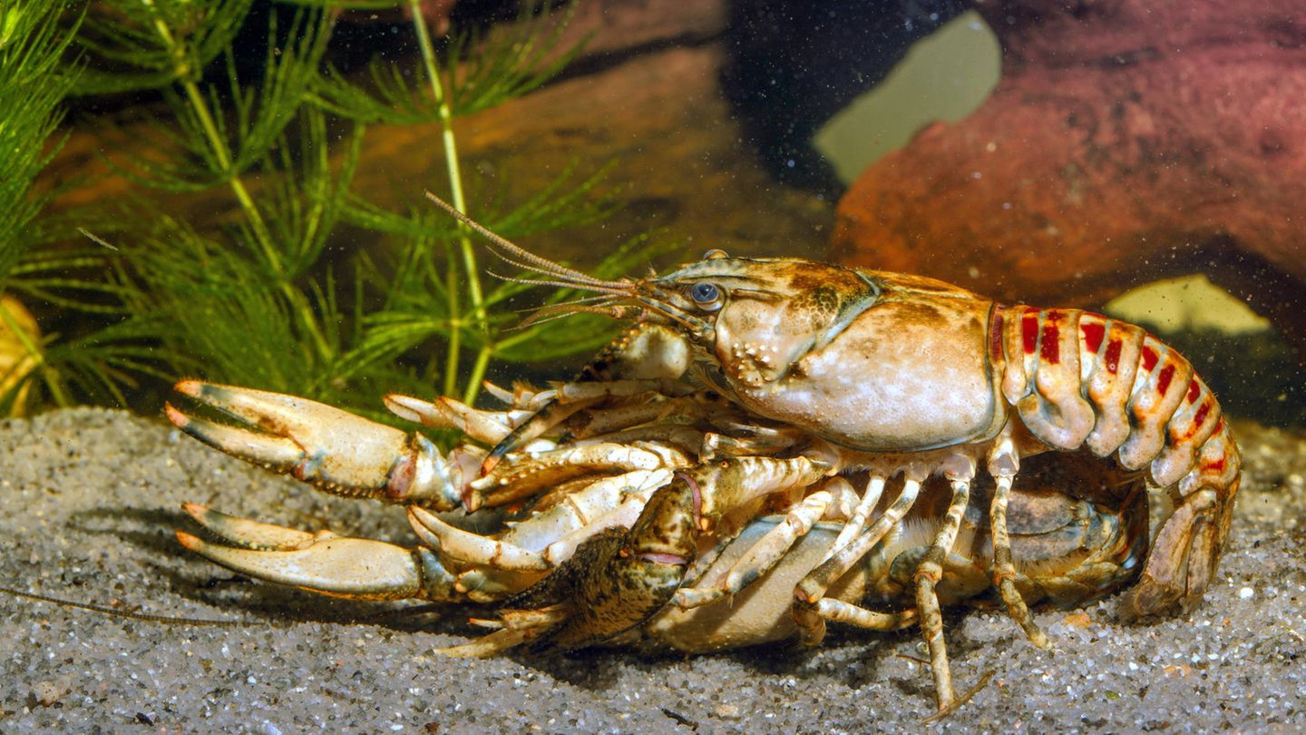 Kamberkrebs – Überträger der Krebspest Invasive Art Kamberkrebs Orconectes limosus