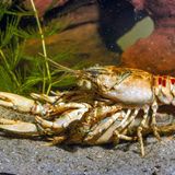 Invasive Art Kamberkrebs Orconectes limosus