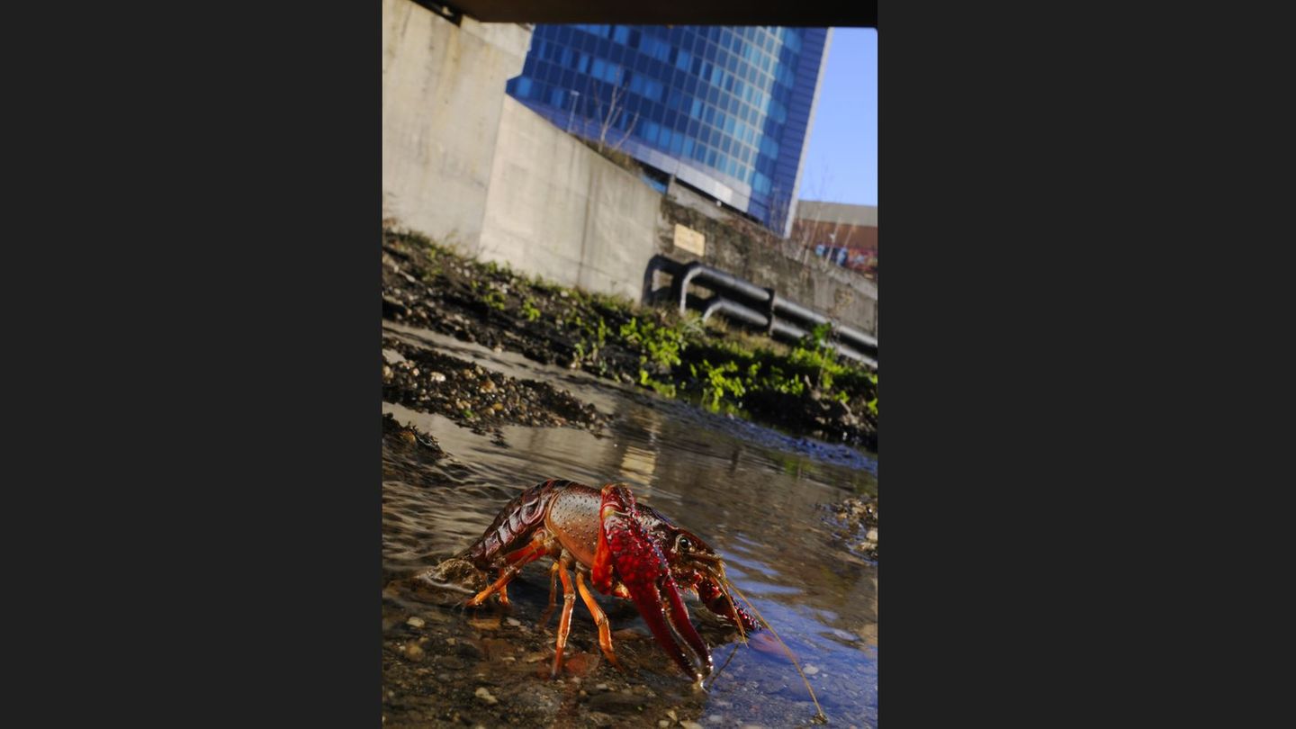 Invasive Art Roter amerikanischer Sumpfkrebs Procambarus clarkia