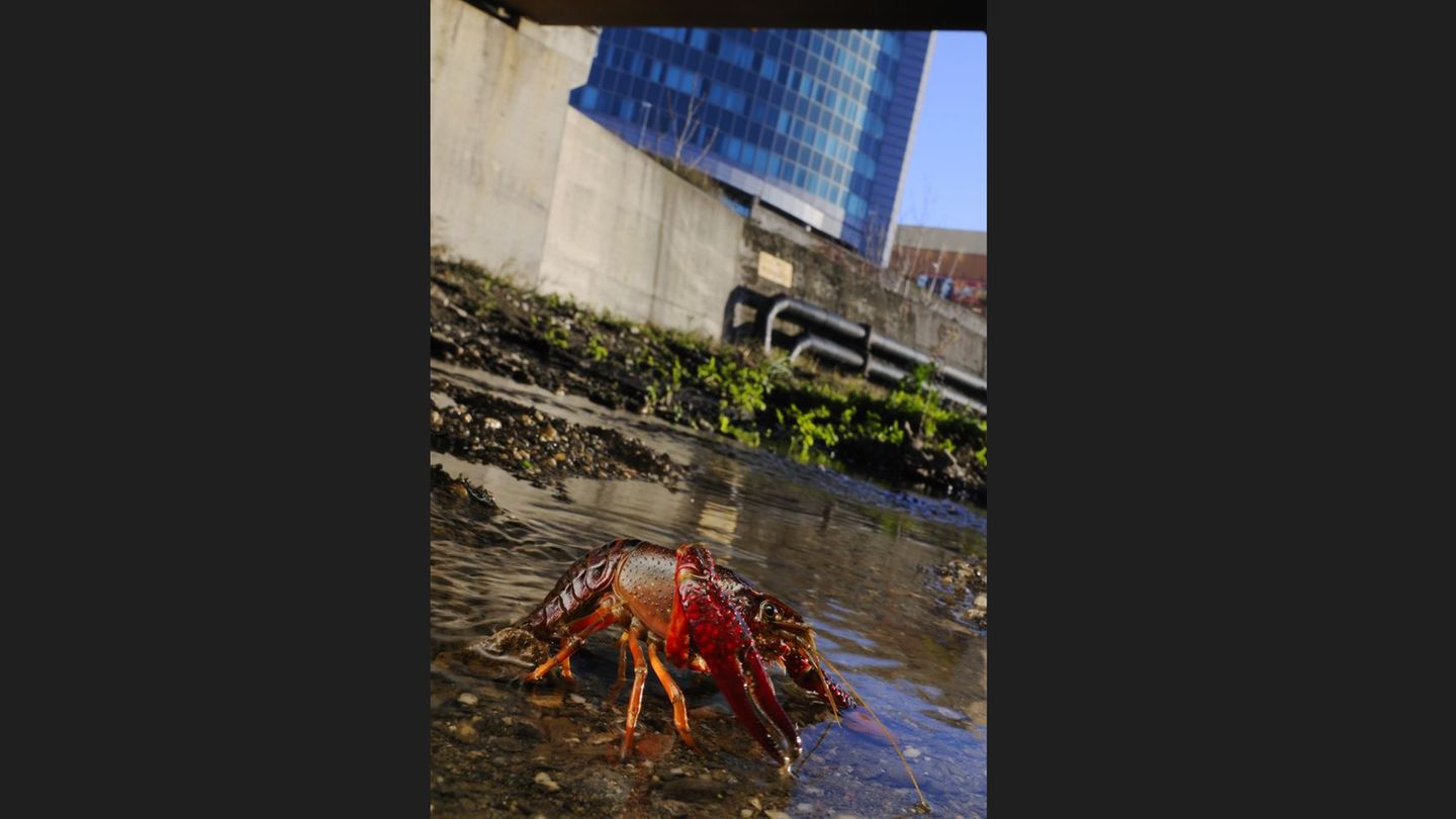 Roter amerikanischer Sumpfkrebs – in Berlin eine "Plage" Invasive Art Roter amerikanischer Sumpfkrebs Procambarus clarkia