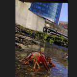 Invasive Art Roter amerikanischer Sumpfkrebs Procambarus clarkia