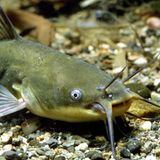 Invasive Art Schwarzer Zwergwels Ameiurus melas