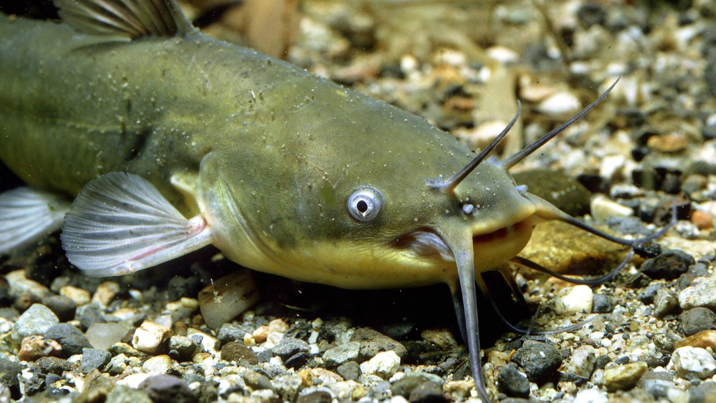 Invasive Art Schwarzer Zwergwels Ameiurus melas